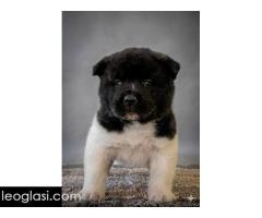 Američka Akita, izuzetni štenci - Slika 5/8