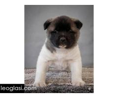 Američka Akita, izuzetni štenci - Slika 6/8