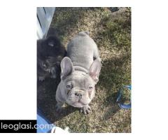 Sivi francuski buldog