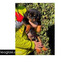 Rotvajler štenci - Slika 3/8