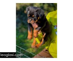 Rotvajler štenci - Slika 4/8