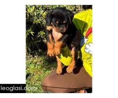 Rotvajler štenci - Slika 5/8