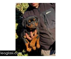 Rotvajler štenci - Slika 6/8