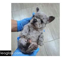 Sivi plavi francuski buldog - Slika 3/5