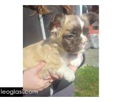 Francuski buldog štenci dugodlaki