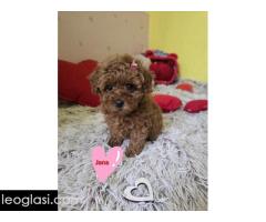 Preslatki štenci CRVENE TOY PUDLE