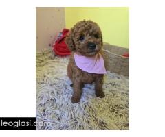 Preslatki štenci CRVENE TOY PUDLE - Slika 5/10