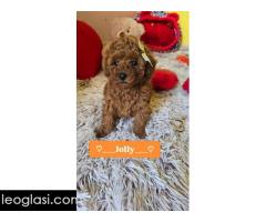 Preslatki štenci CRVENE TOY PUDLE - Slika 6/10