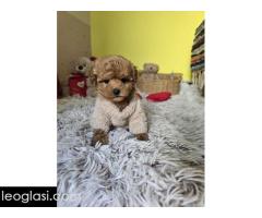 Preslatki štenci CRVENE TOY PUDLE - Slika 9/10