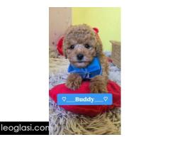 Preslatki štenci CRVENE TOY PUDLE - Slika 10/10