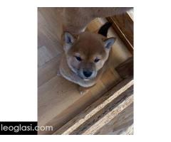 Šiba Inu štenci