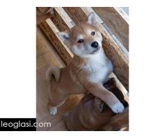 Šiba Inu štenci - Slika 4/9