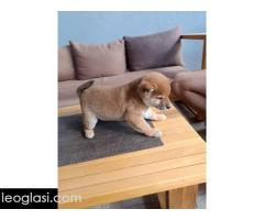 Šiba Inu štenci - Slika 6/9