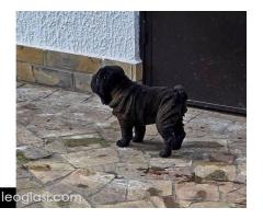 Šar Pej štenci - Slika 4/12