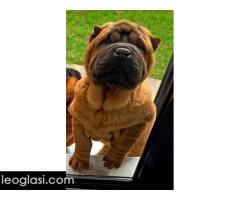 Šar Pej štenci - Slika 5/12