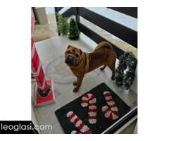 Šar Pej štenci - Slika 6/12