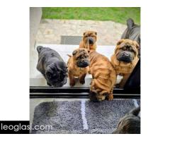 Šar Pej štenci - Slika 7/12