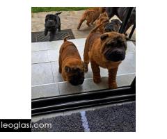 Šar Pej štenci - Slika 8/12