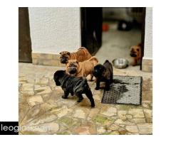 Šar Pej štenci - Slika 9/12