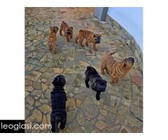 Šar Pej štenci - Slika 12/12