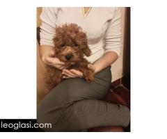 Crvene toy pudle - Slika 5/5