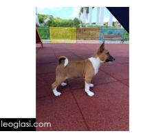 Basenji štenci - Slika 4/10