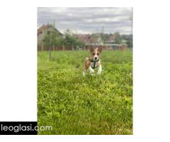 Basenji štenci - Slika 5/10