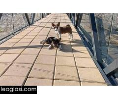 Basenji štenci - Slika 6/10