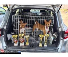 Basenji štenci - Slika 7/10