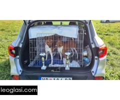 Basenji štenci - Slika 9/10