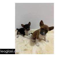 Basenji štenci - Slika 10/10