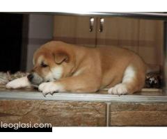 Shiba Inu, TOP štenci