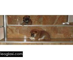 Shiba Inu, TOP štenci - Slika 3/6