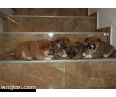 Shiba Inu, TOP štenci - Slika 5/6