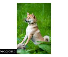 Shiba Inu, TOP štenci - Slika 6/6
