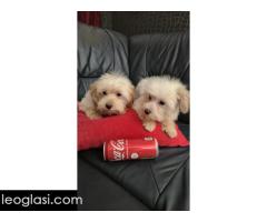 Maltipoo toy stenci