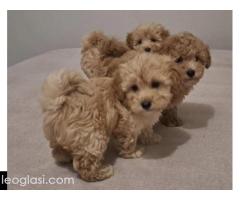 Maltipoo toy stenci - Slika 4/5