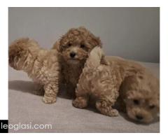 Maltipoo toy stenci - Slika 5/5