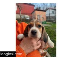 Bigl štenci - Slika 4/13