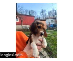 Bigl štenci - Slika 8/13