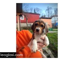 Bigl štenci - Slika 9/13