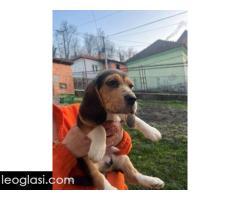 Bigl štenci - Slika 11/13