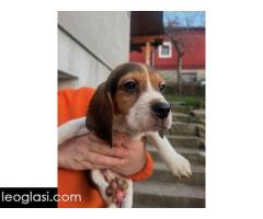 Bigl štenci - Slika 12/13