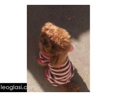 Patuljasta pudla, muško štene