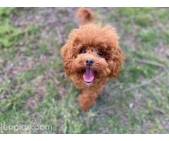 Patuljasta pudla, muško štene