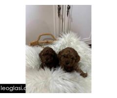 Patuljasta pudla, muško štene - Slika 3/3