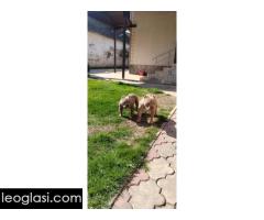 Američki buli - Slika 4/5