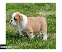 Engleski buldog štenci