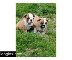 Engleski buldog štenci - Slika 3/5