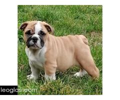 Engleski buldog štenci - Slika 4/5